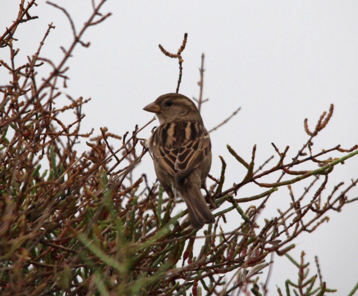 イエスズメ - ML644004506