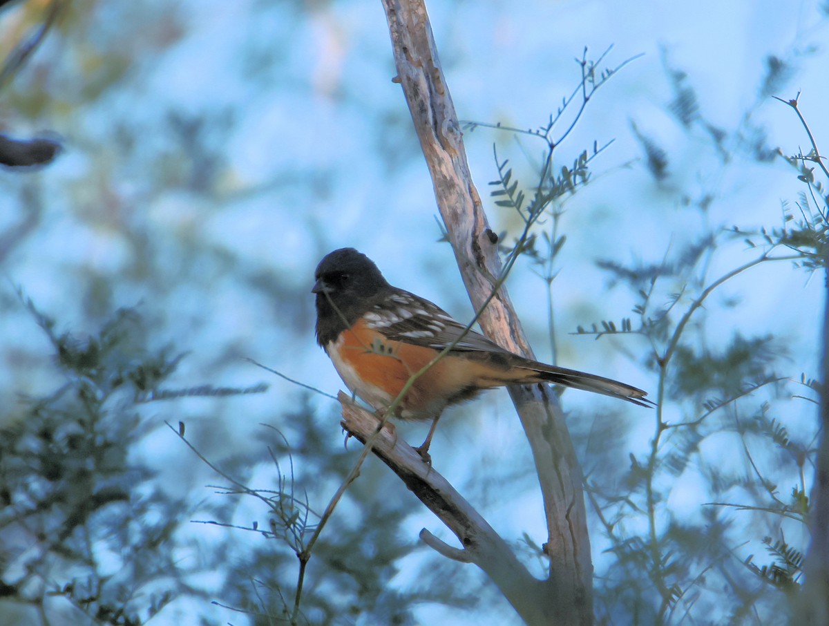 Spotted Towhee - ML644004508