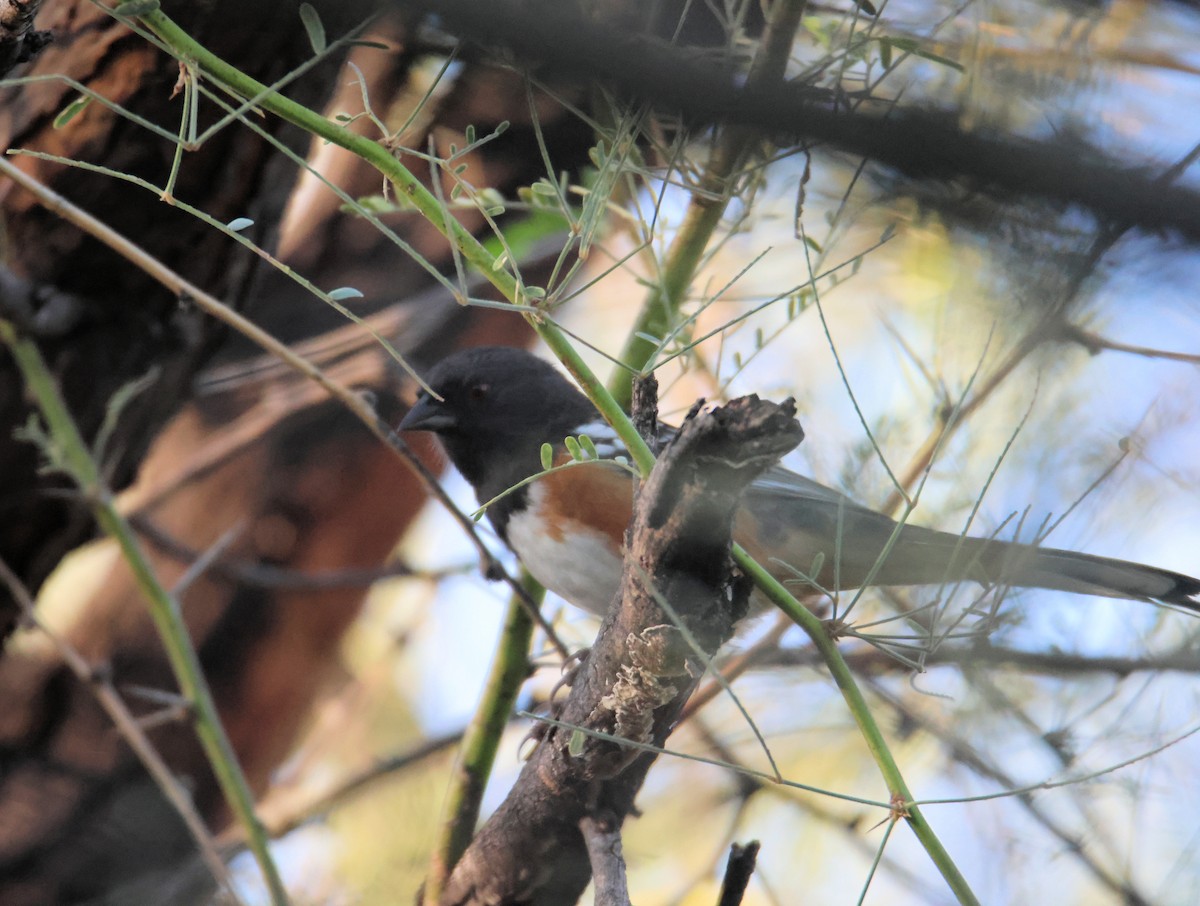 Spotted Towhee - ML644004509