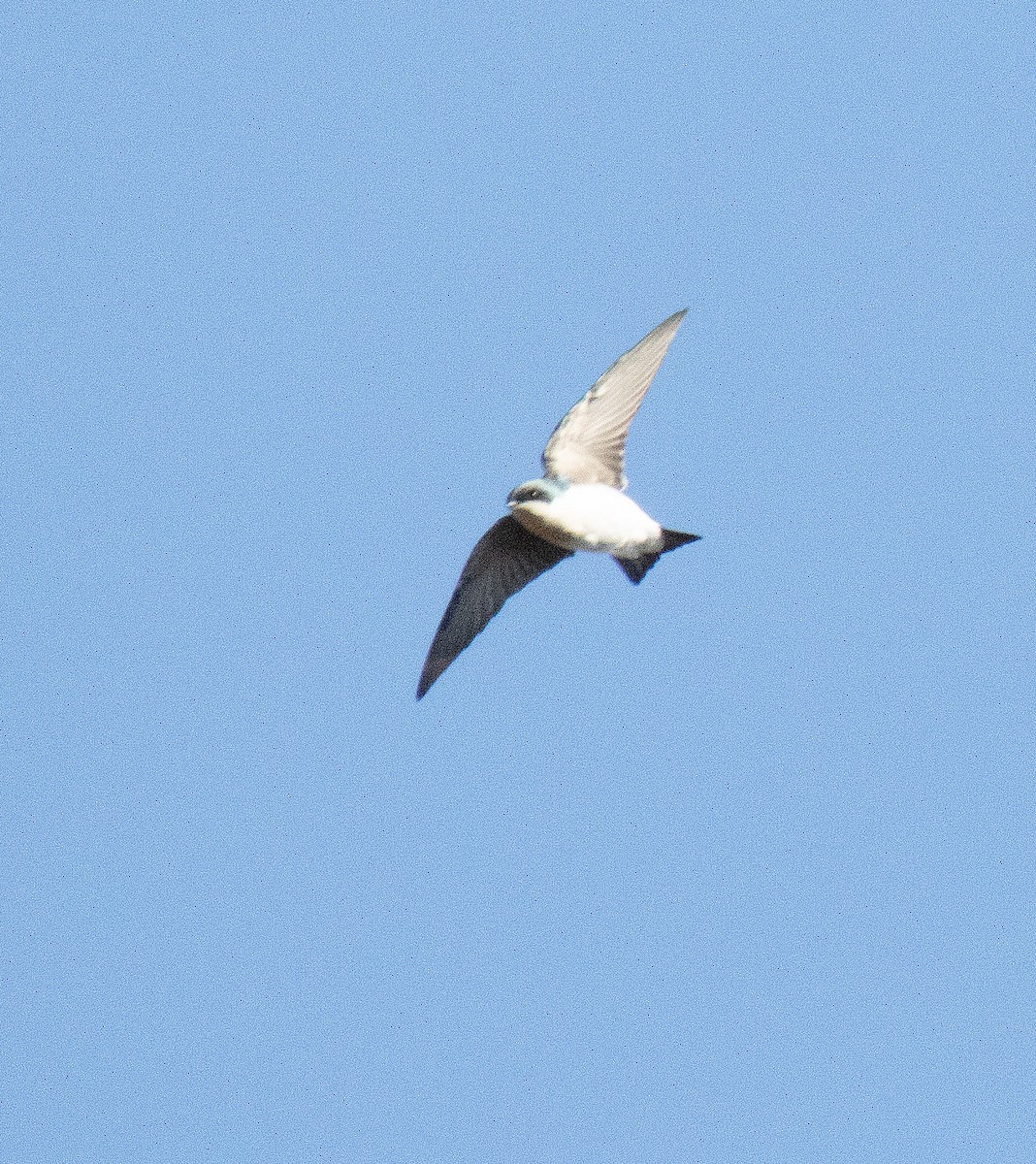 Tree Swallow - ML644004543
