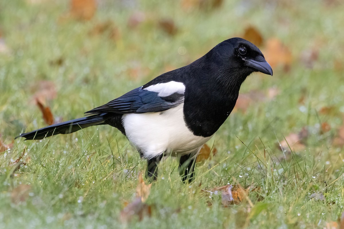Eurasian Magpie - ML644004548