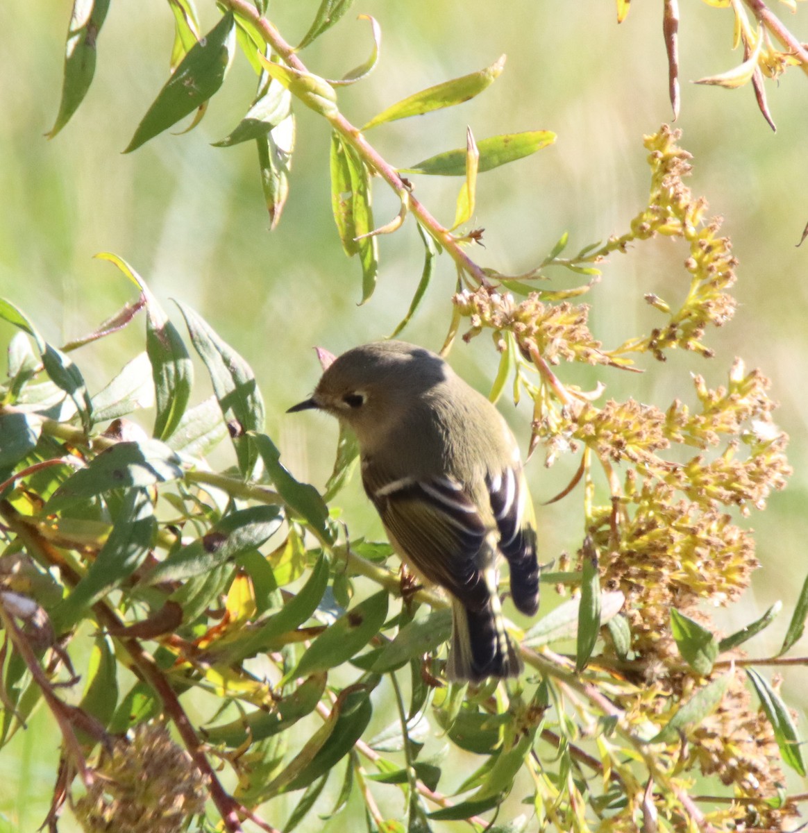 Ruby-crowned Kinglet - ML644004549