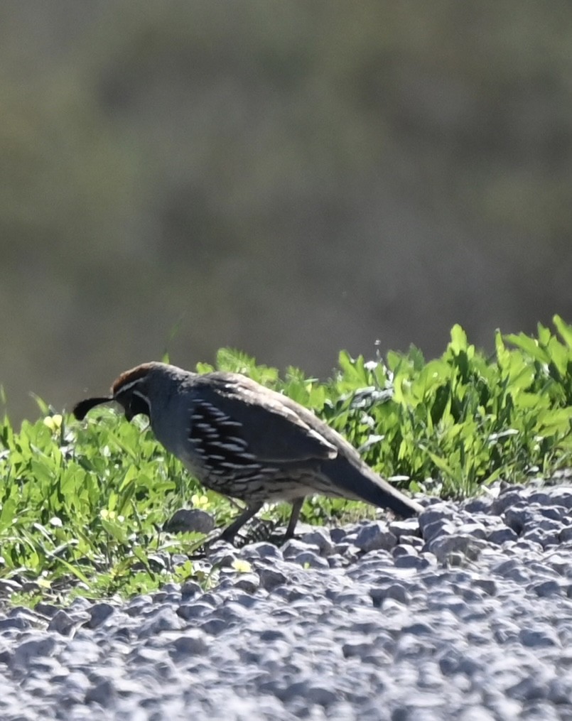 Gambel's Quail - ML644004551