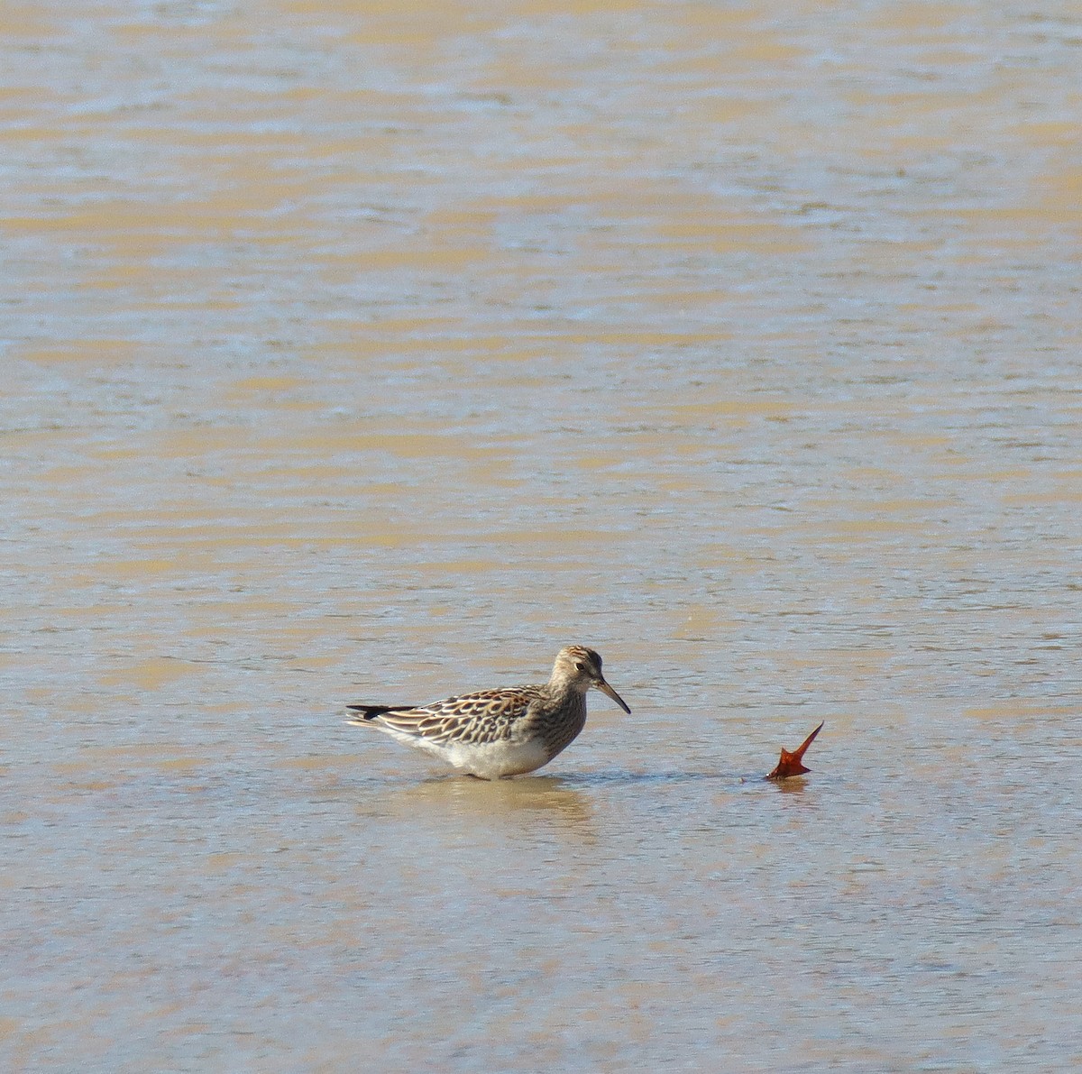 Pectoral Sandpiper - ML644004563