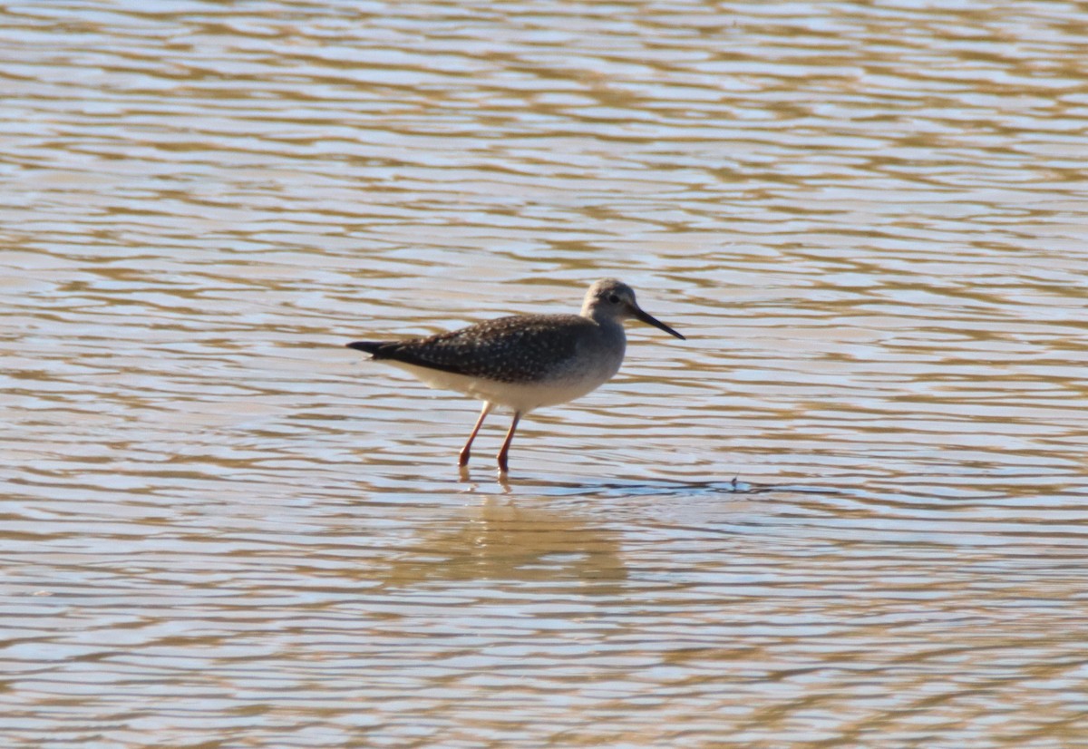 Lesser Yellowlegs - ML644004569