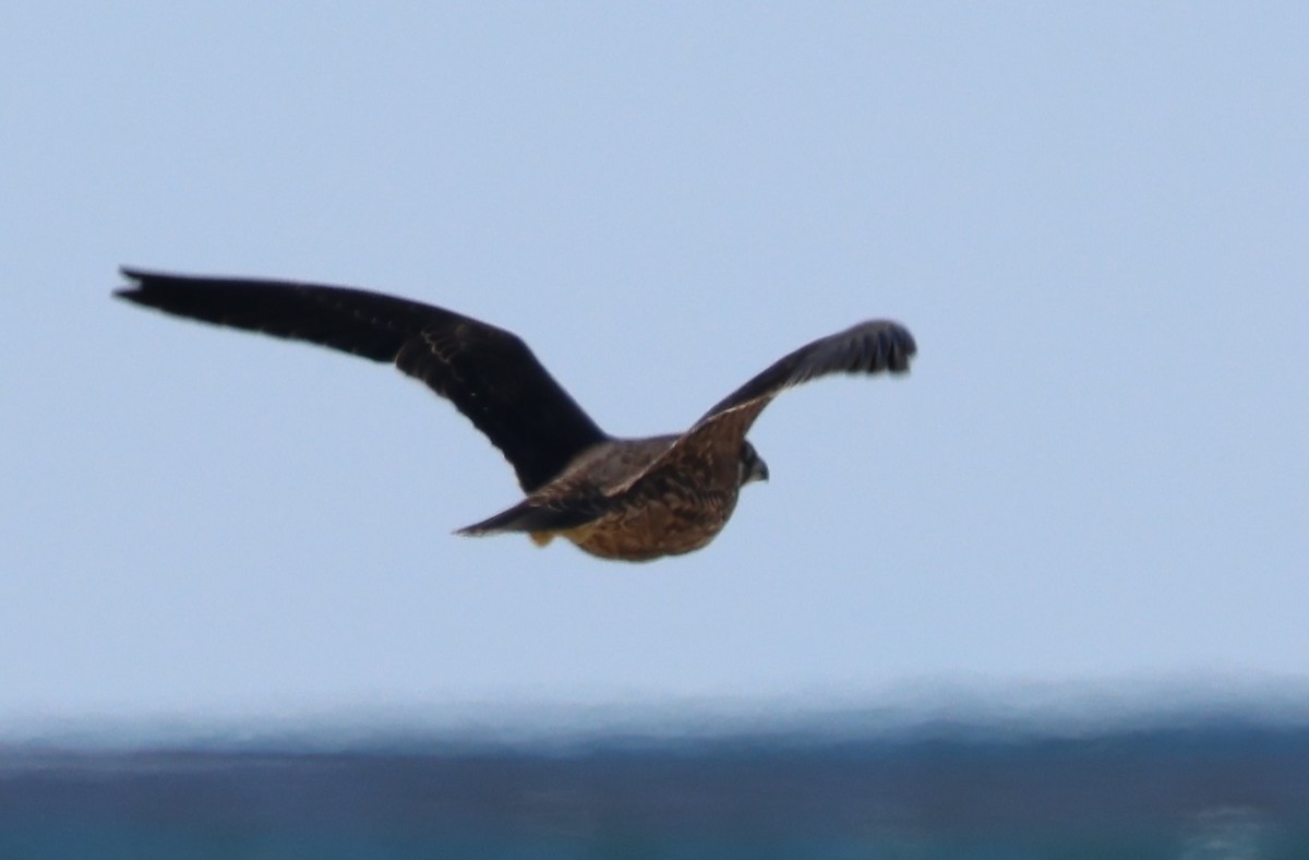Peregrine Falcon - ML644004571