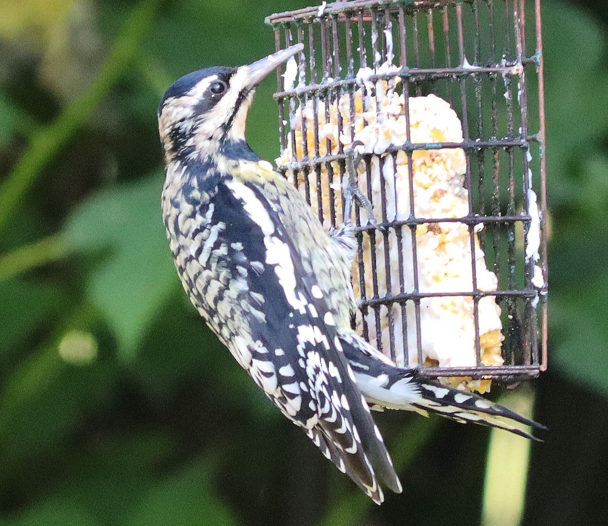 Yellow-bellied Sapsucker - ML644004572