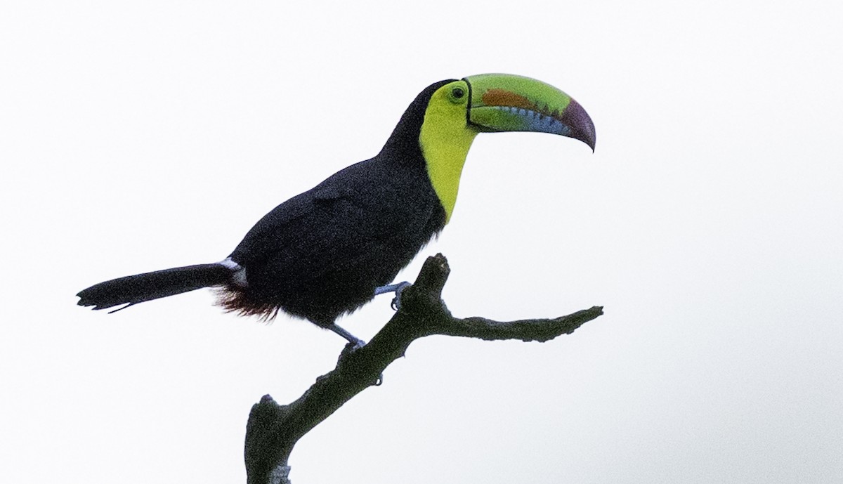 Keel-billed Toucan - ML644004573