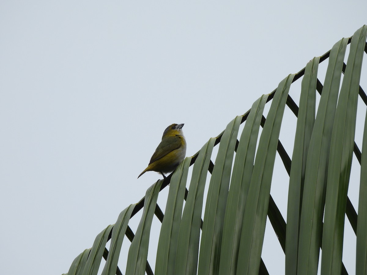 Sarıca Öfonya - ML644004585