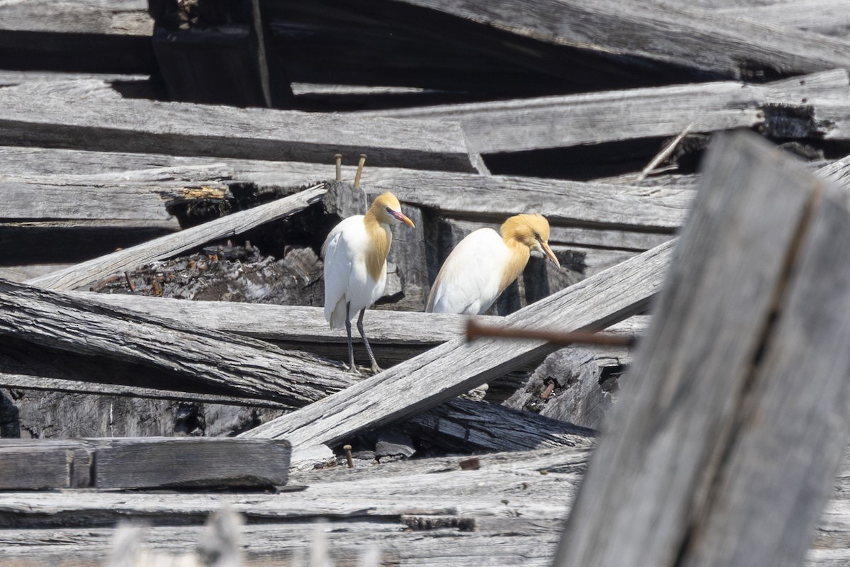 Eastern Cattle-Egret - ML644004589