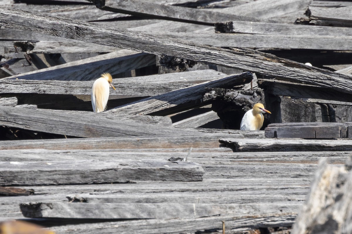 Eastern Cattle-Egret - ML644004590