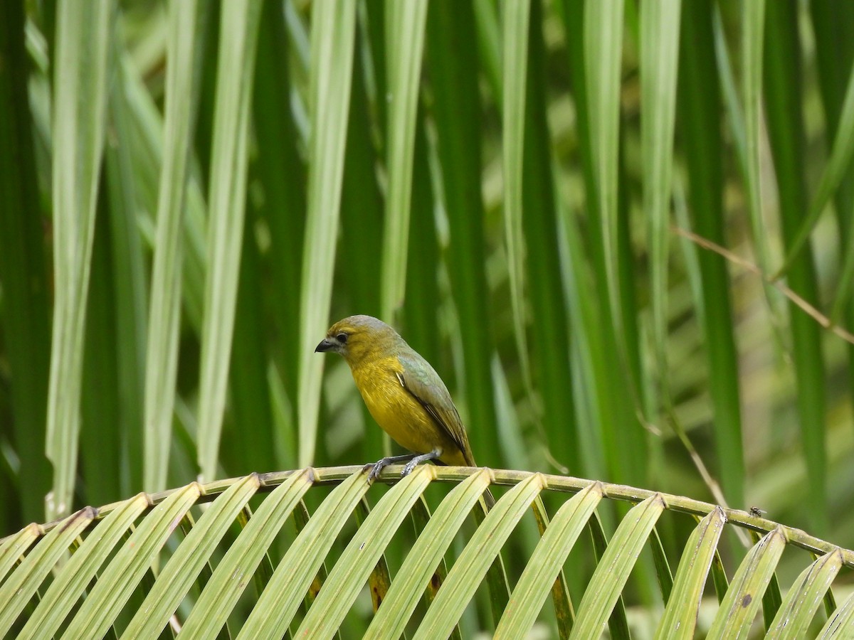 Sarıca Öfonya - ML644004595