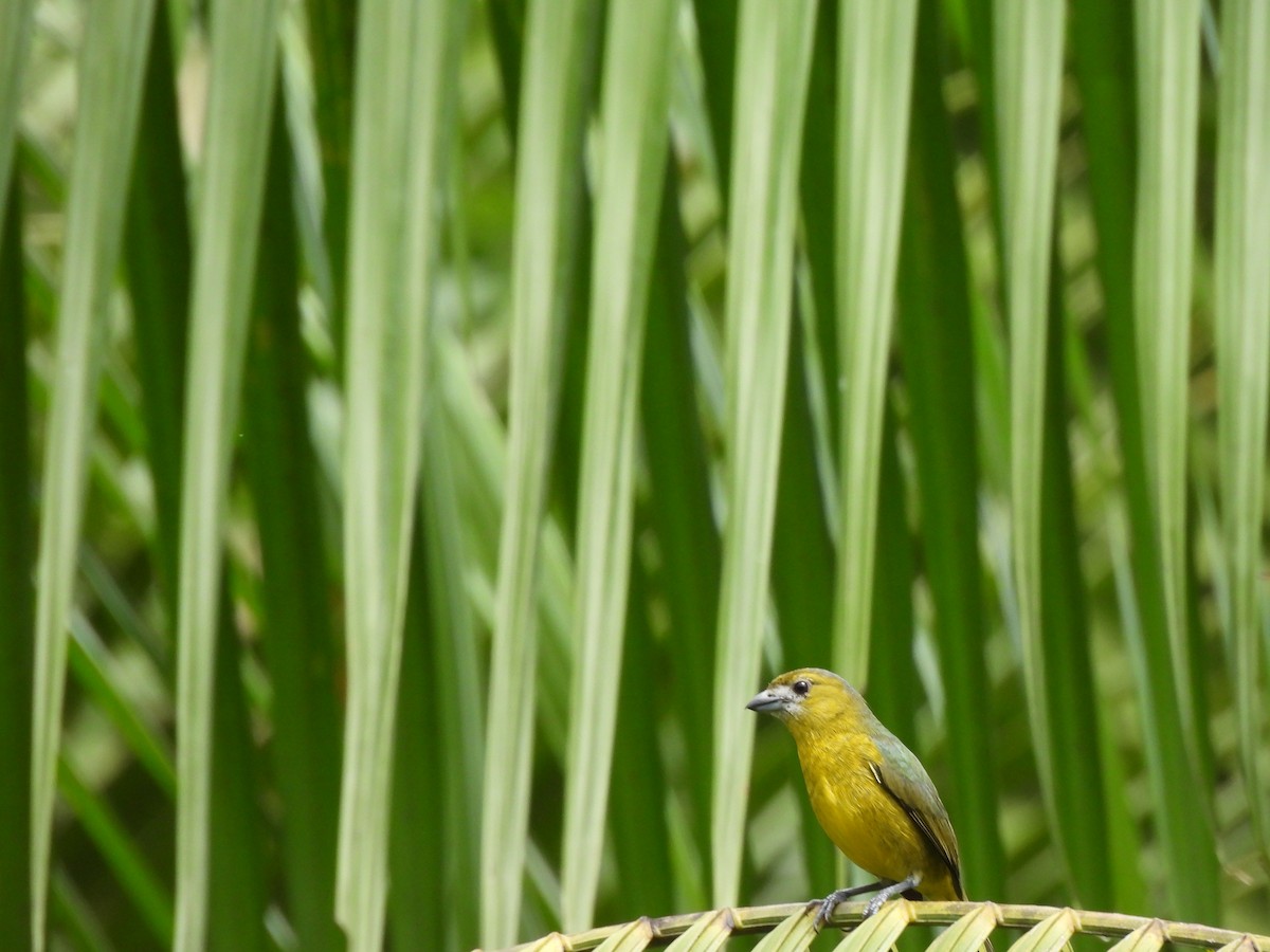 Sarıca Öfonya - ML644004596