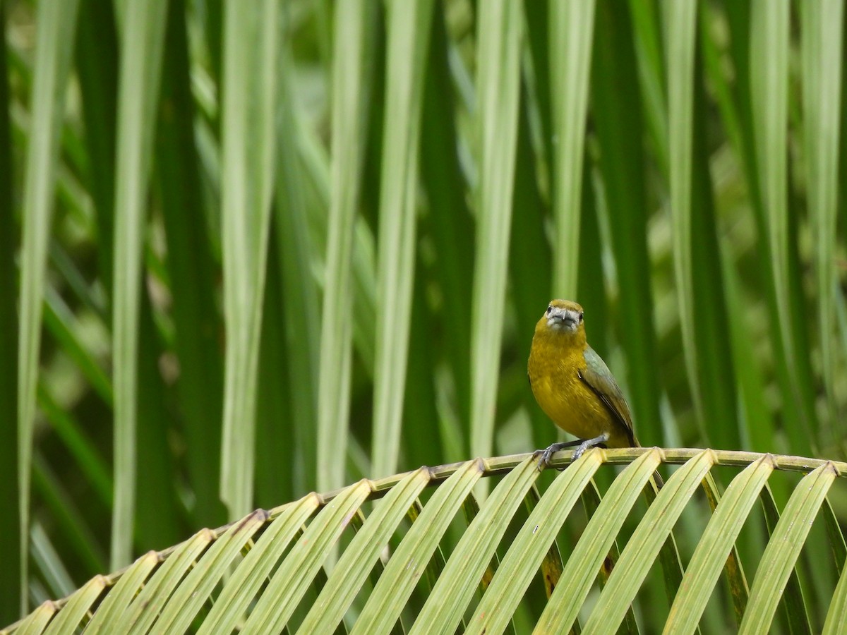 Sarıca Öfonya - ML644004597