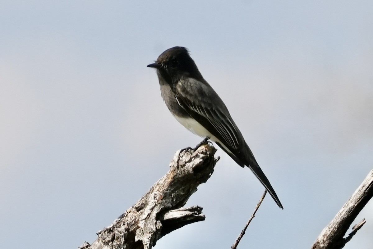 Black Phoebe - ML644004598