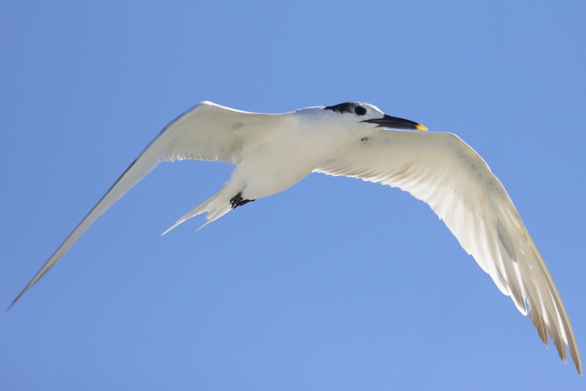 Sandwich Tern - ML644004599