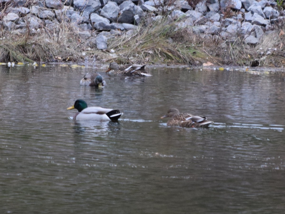 Mallard - ML644004601