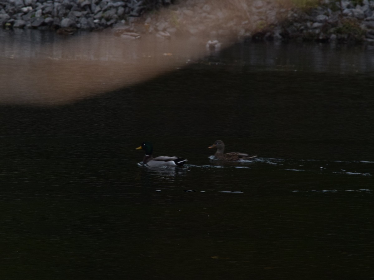 Mallard - ML644004603