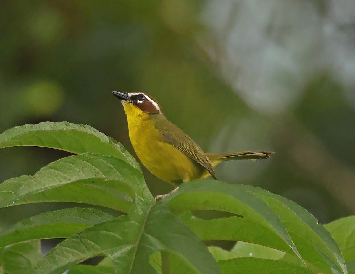 kastanjekroneparula - ML644004638