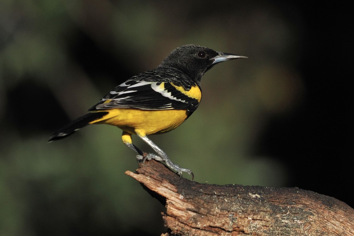 Scott's Oriole - ML644004662