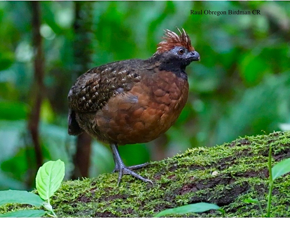 Tocro à face noire - ML644004669