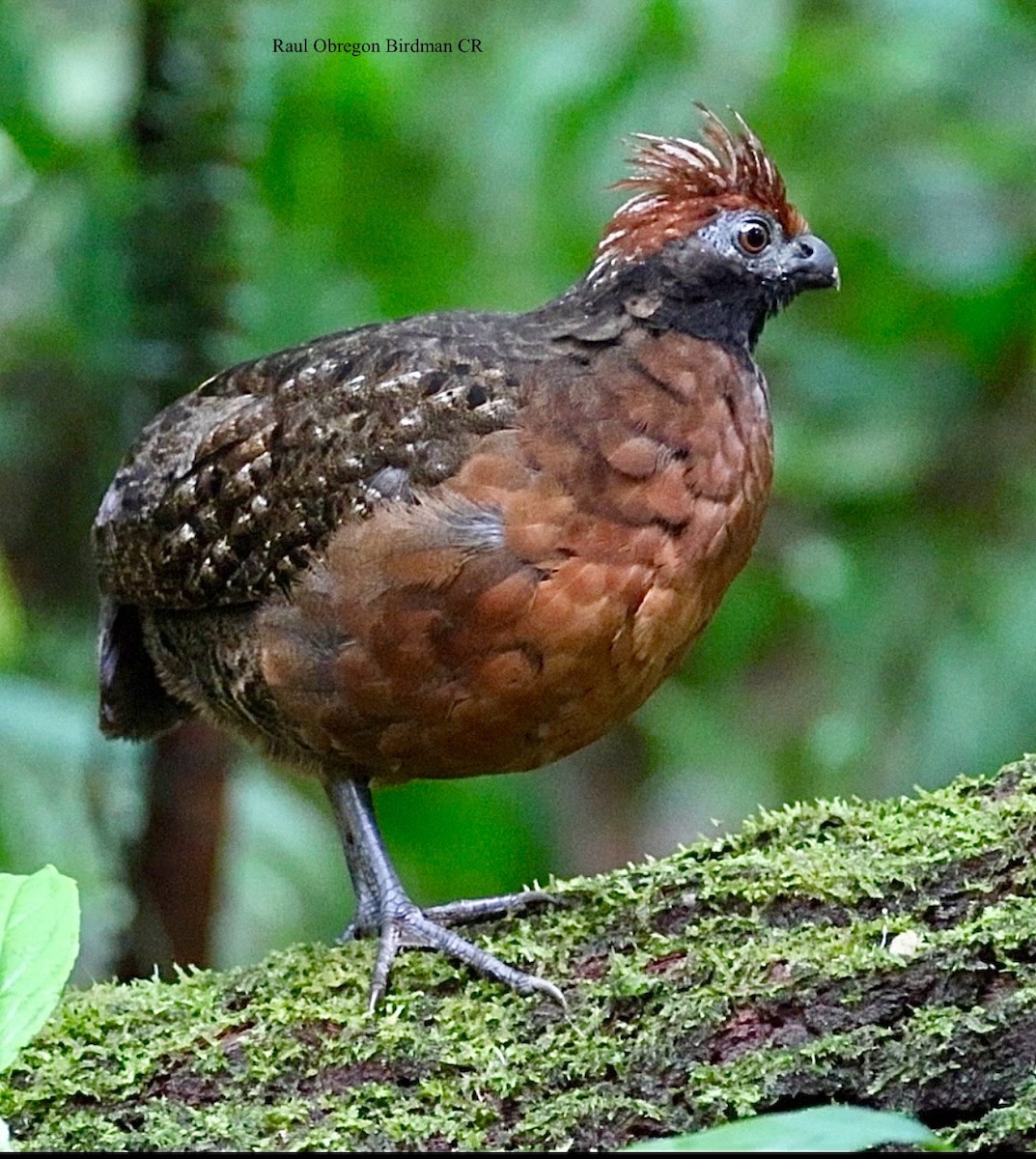 Tocro à face noire - ML644004670