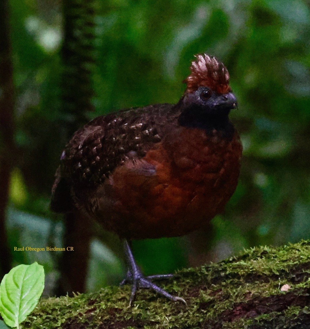Tocro à face noire - ML644004671