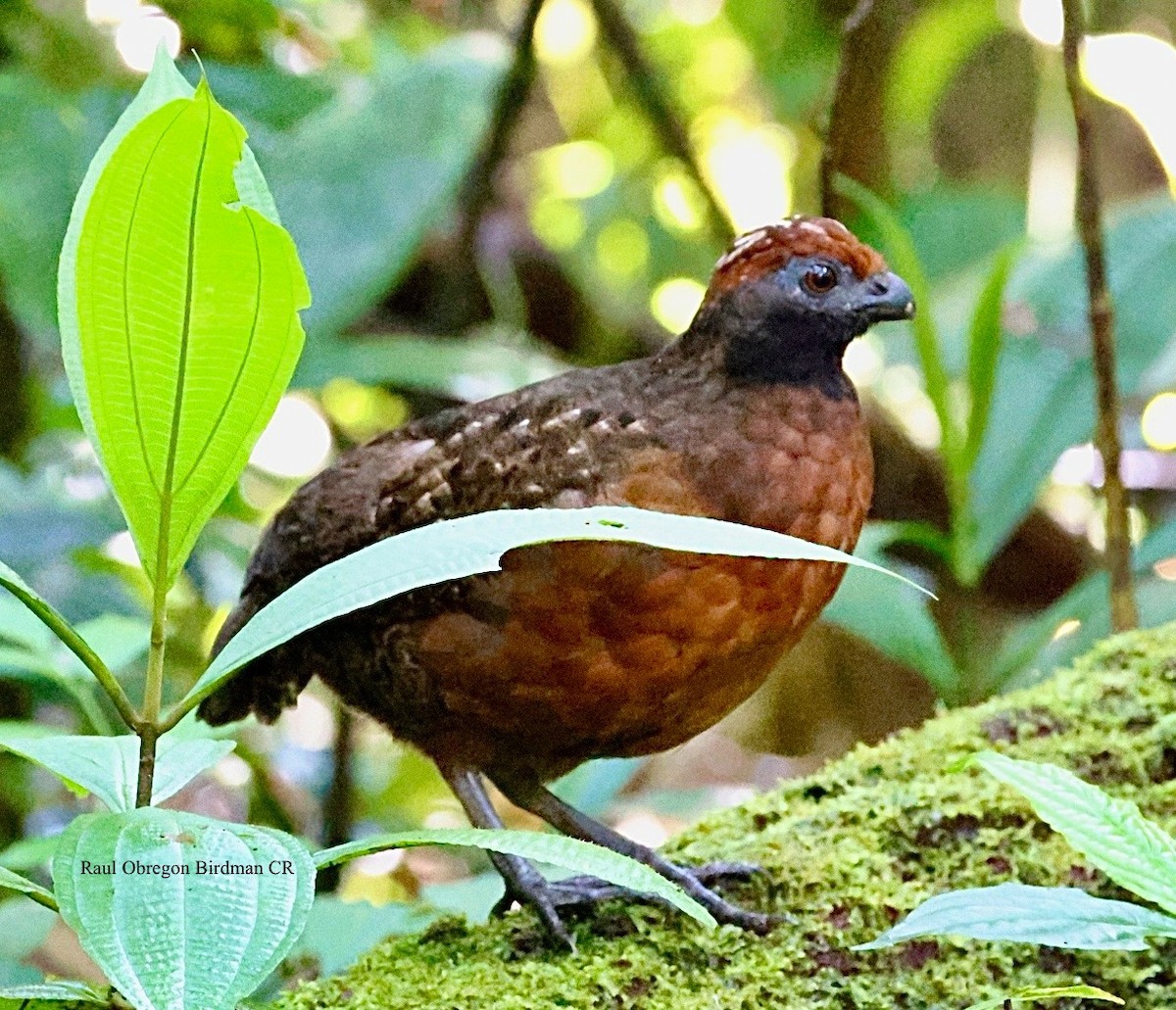 Tocro à face noire - ML644004672