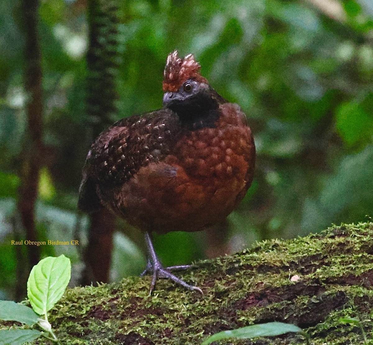Tocro à face noire - ML644004673