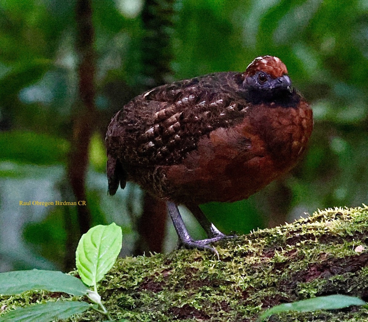 Tocro à face noire - ML644004674