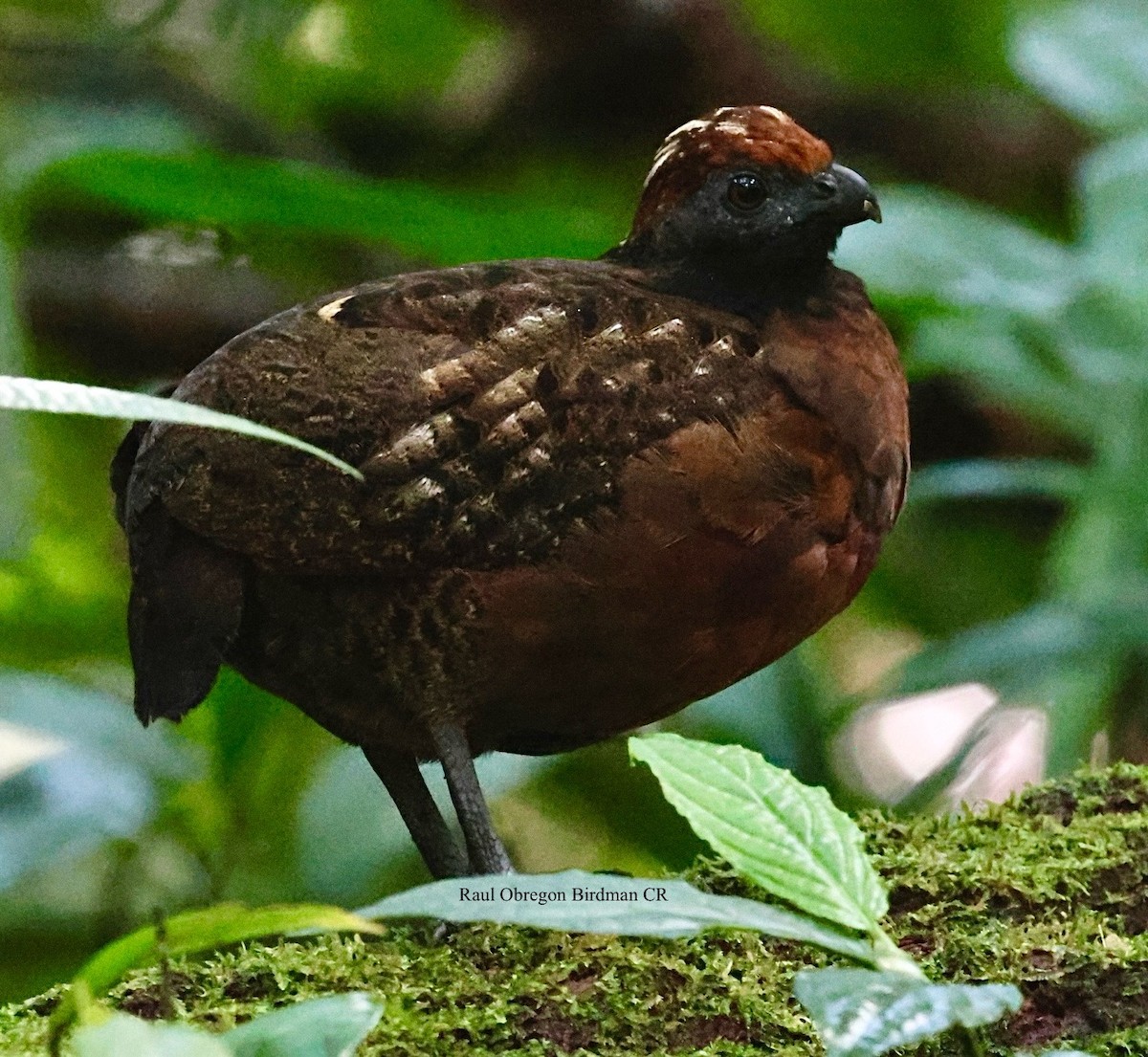 Tocro à face noire - ML644004675