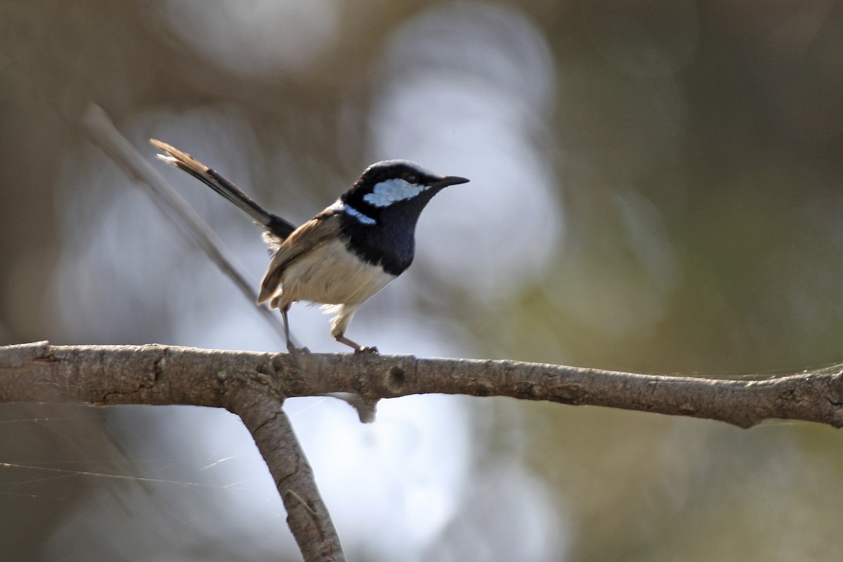 Superb Fairywren - ML644004710