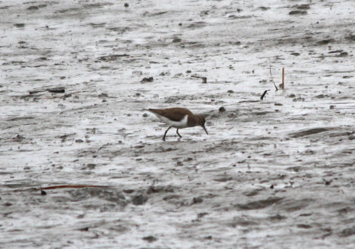 イソシギ - ML644004713