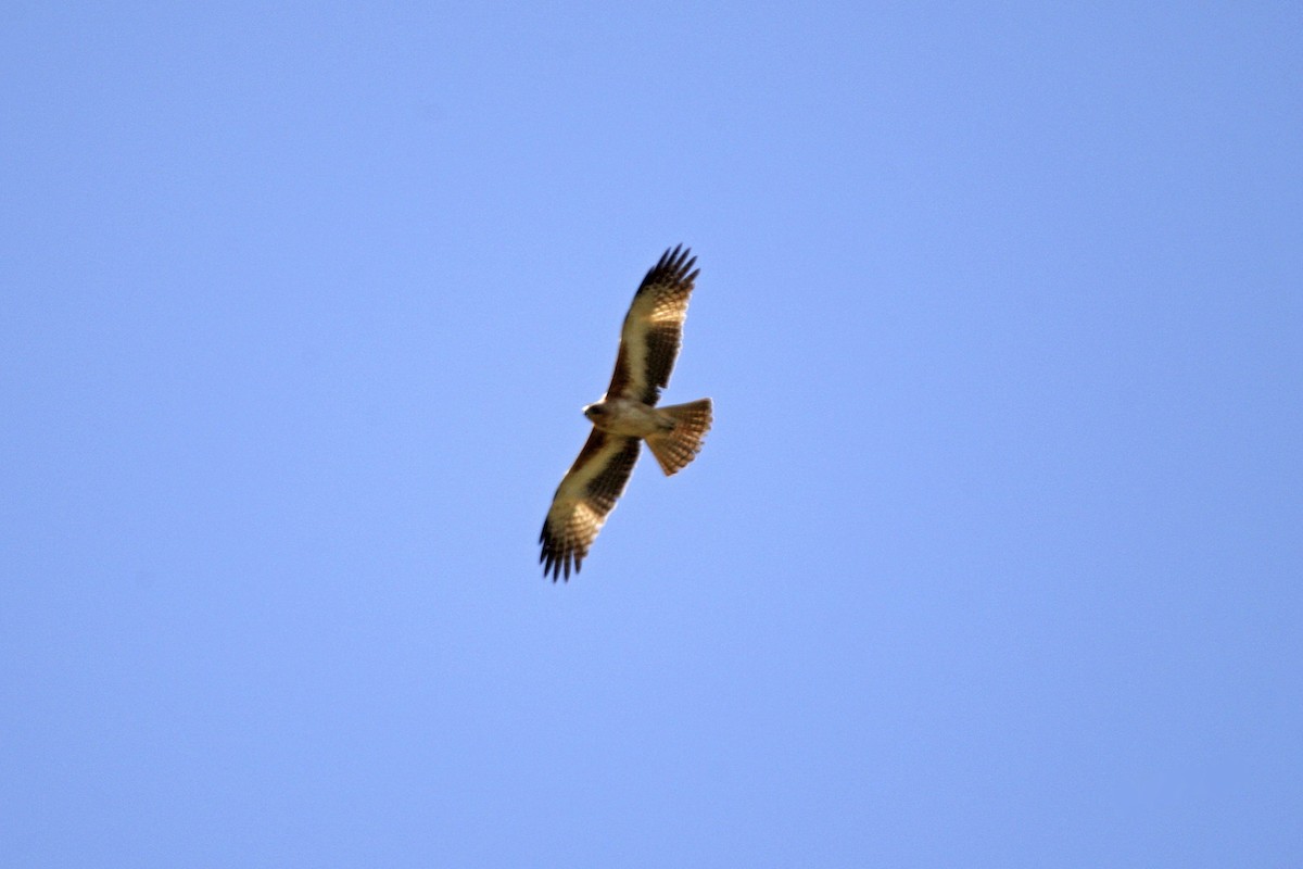 Little Eagle - ML644004719