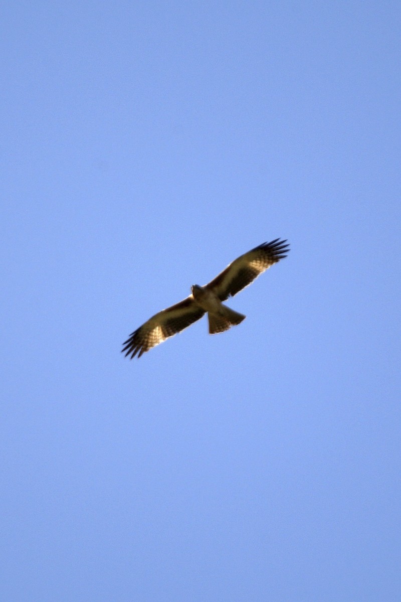 Little Eagle - ML644004720