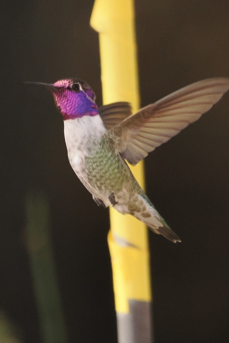 Costa's Hummingbird - ML644004734