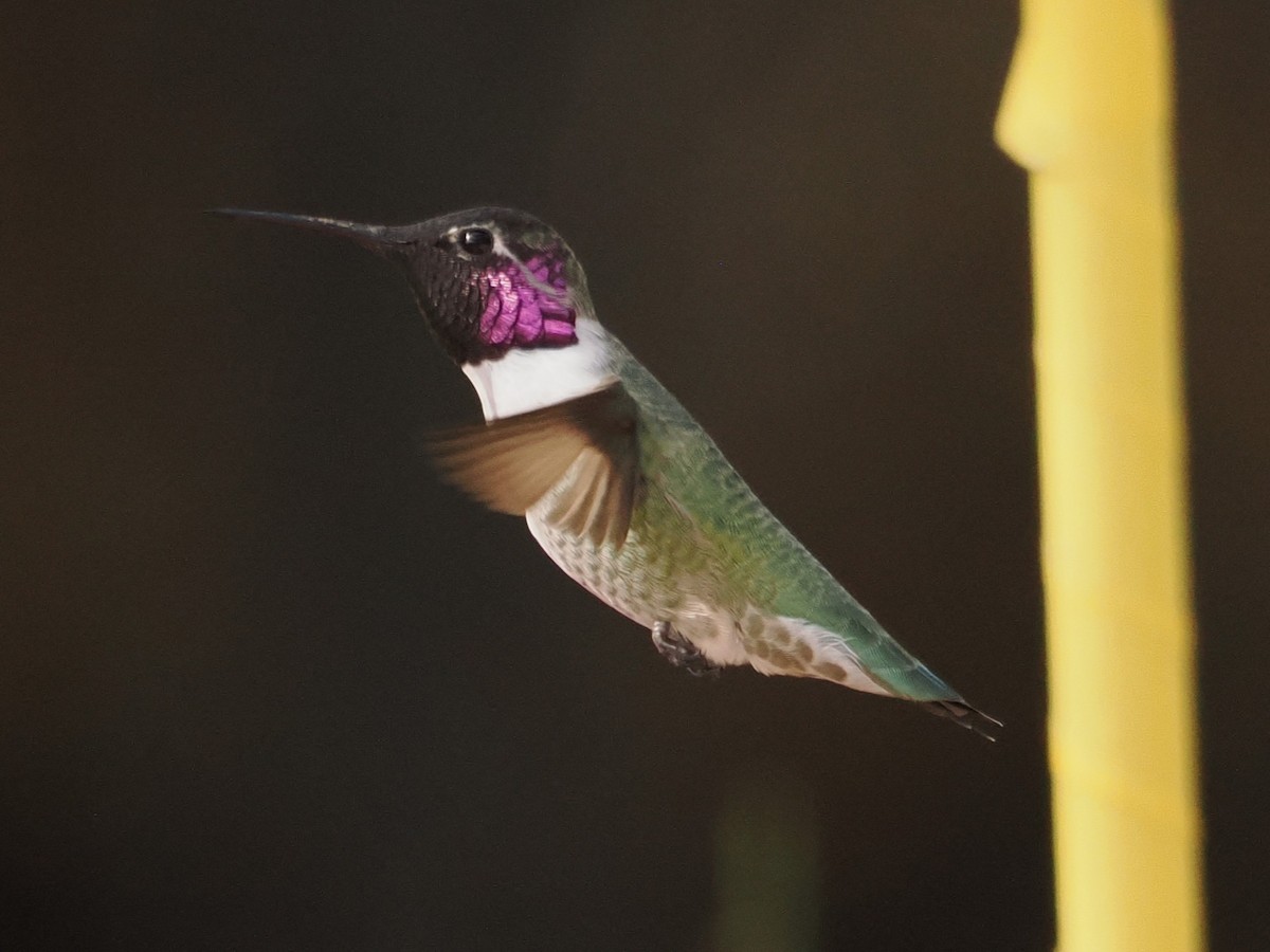 Costa's Hummingbird - ML644004737