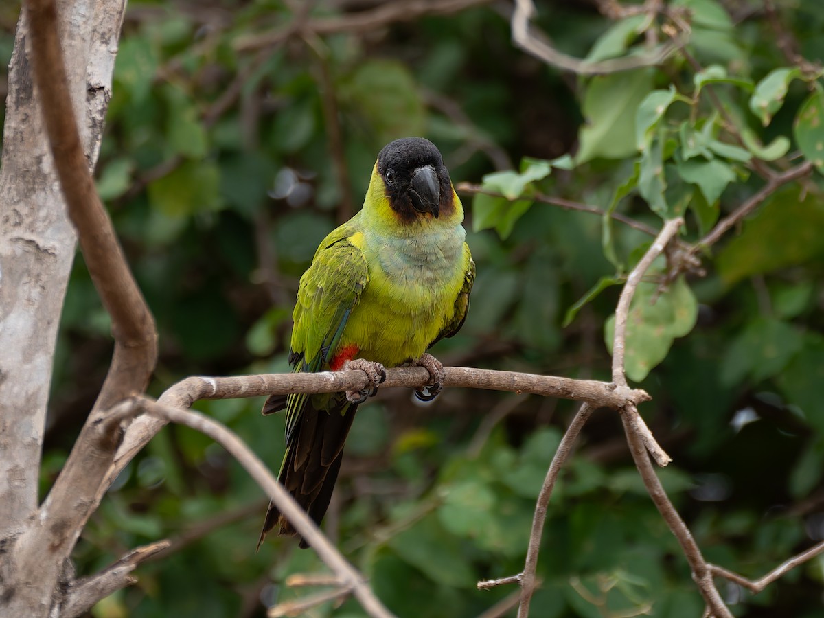 クロガミインコ - ML644004743