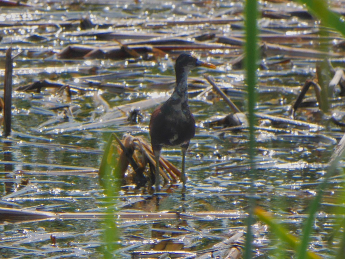 Northern Jacana - ML644004787