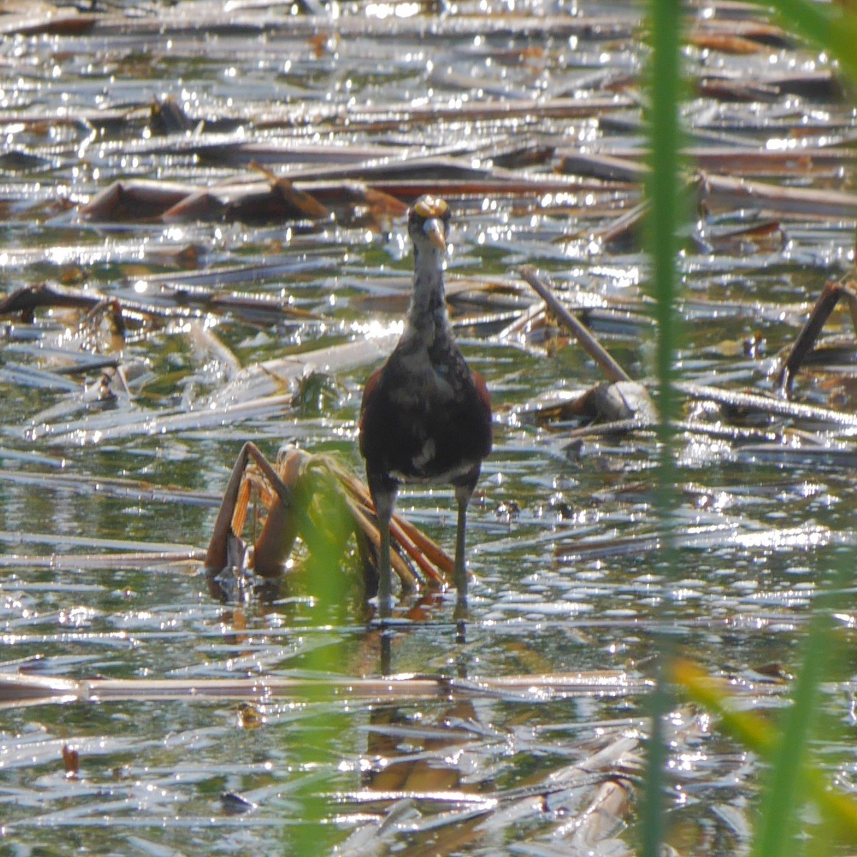 Northern Jacana - ML644004788