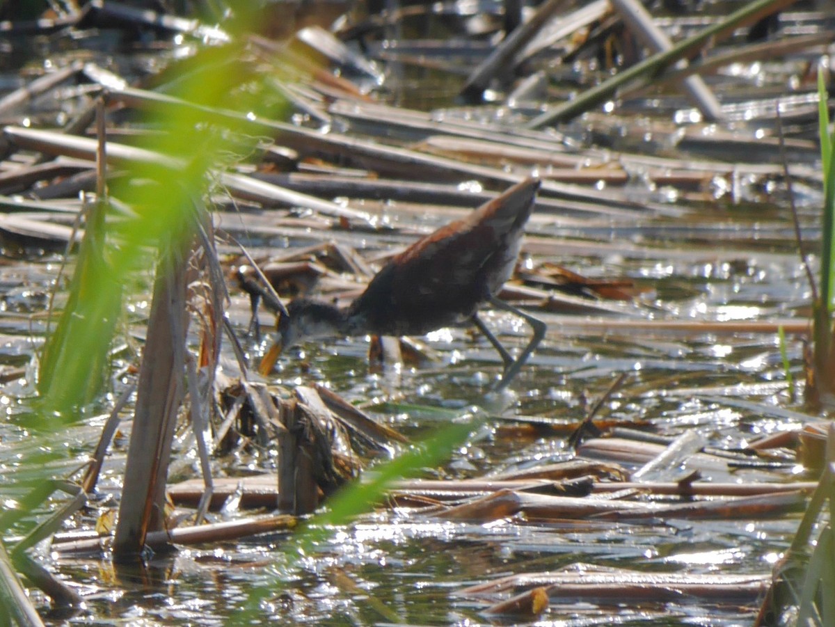 Northern Jacana - ML644004789