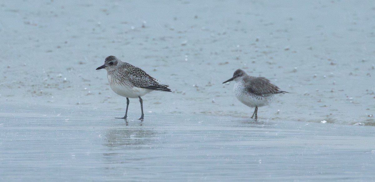 Red Knot - ML644004829