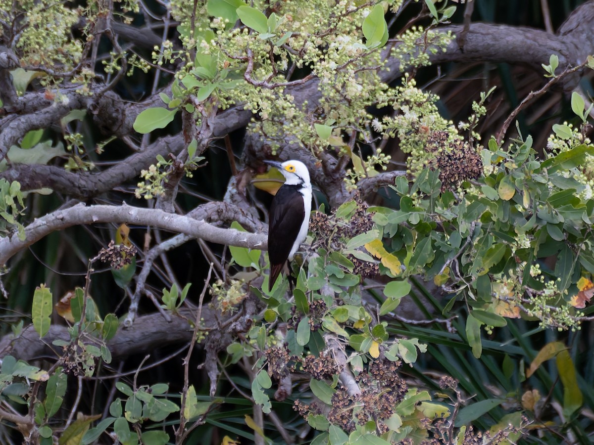 White Woodpecker - ML644004830