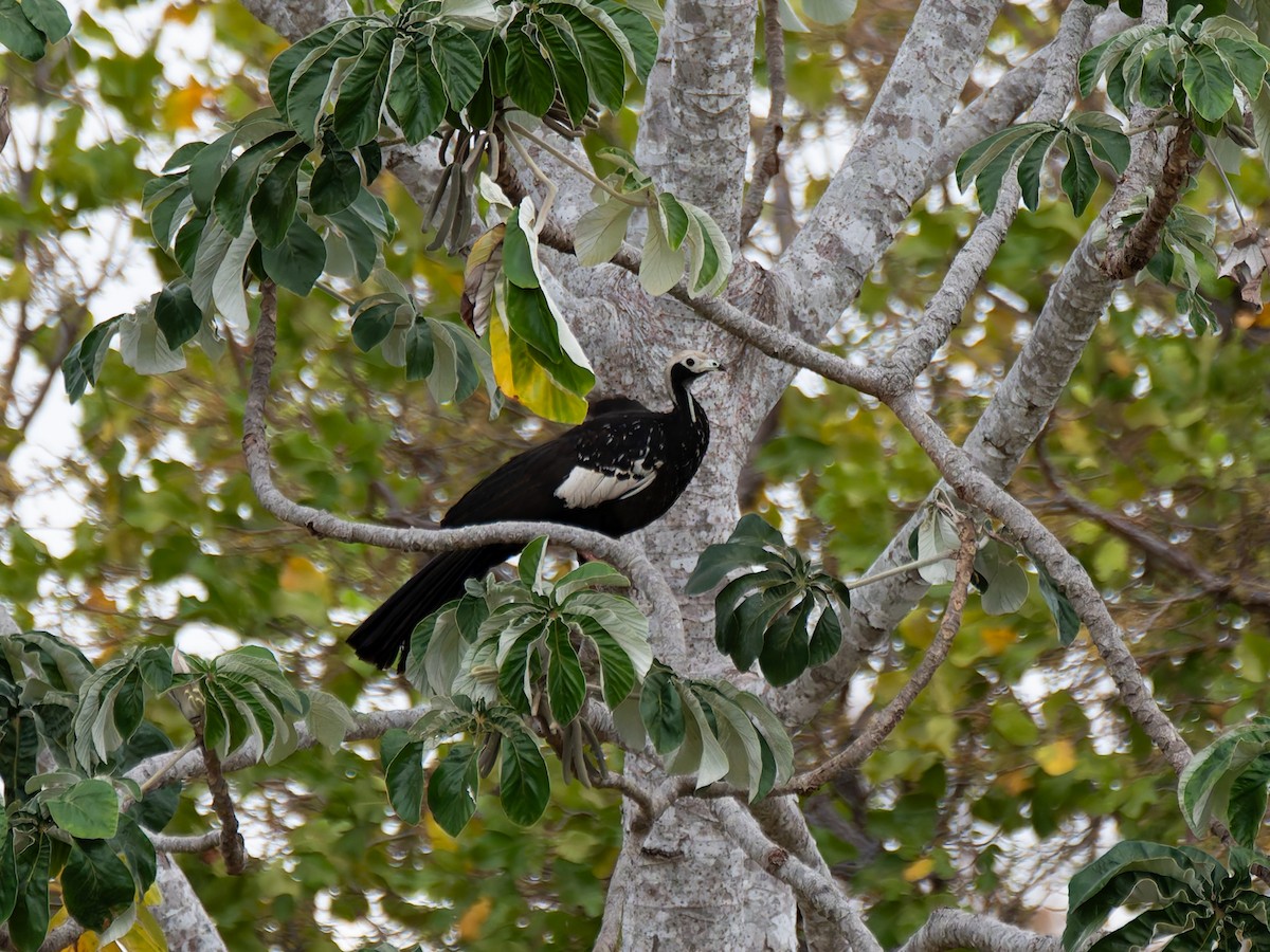 White-throated Piping-Guan - ML644004837