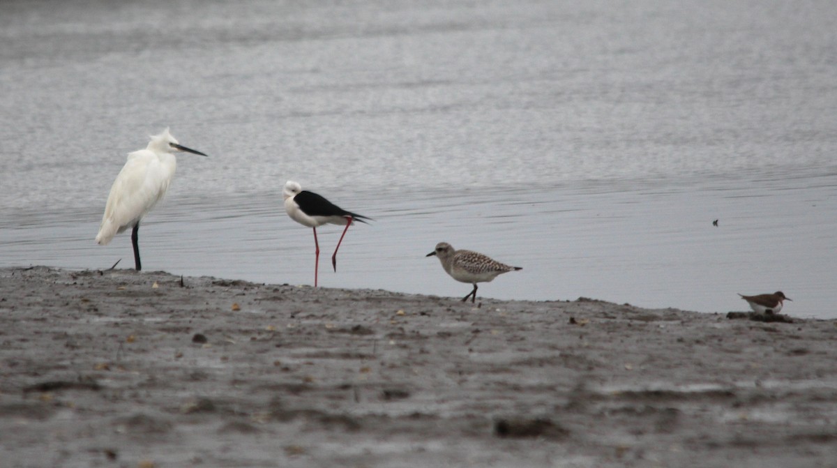 コサギ - ML644004841