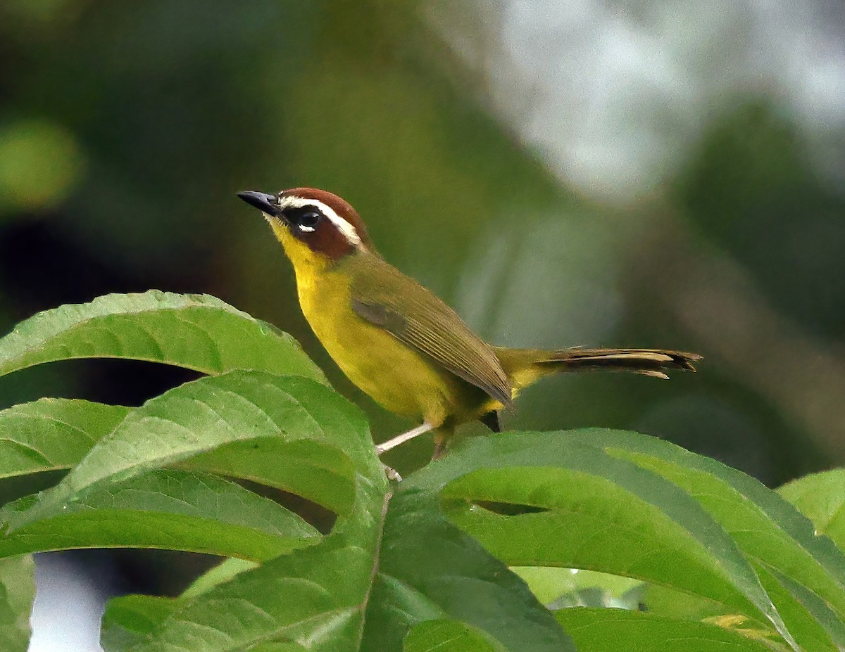 Chestnut-capped Warbler - ML644004843
