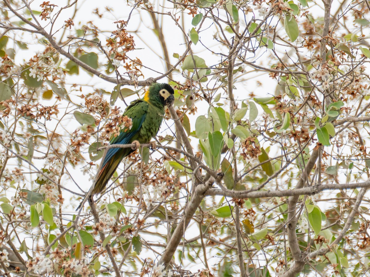 Yellow-collared Macaw - ML644004856