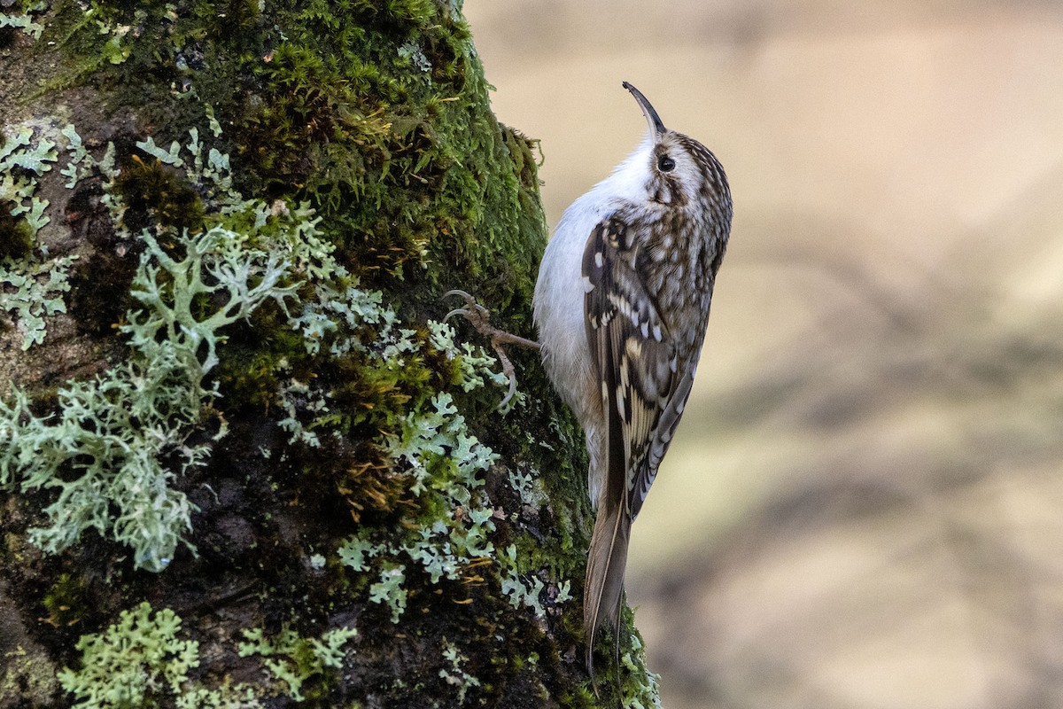 Eurasian Treecreeper - ML644004868