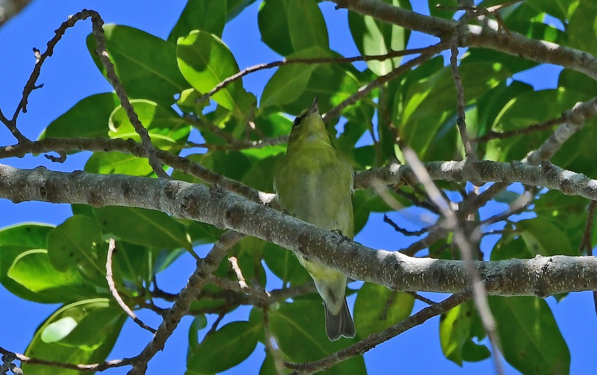 Tennessee Warbler - ML644004882