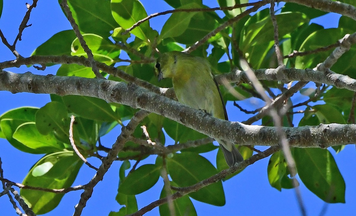 Tennessee Warbler - ML644004890